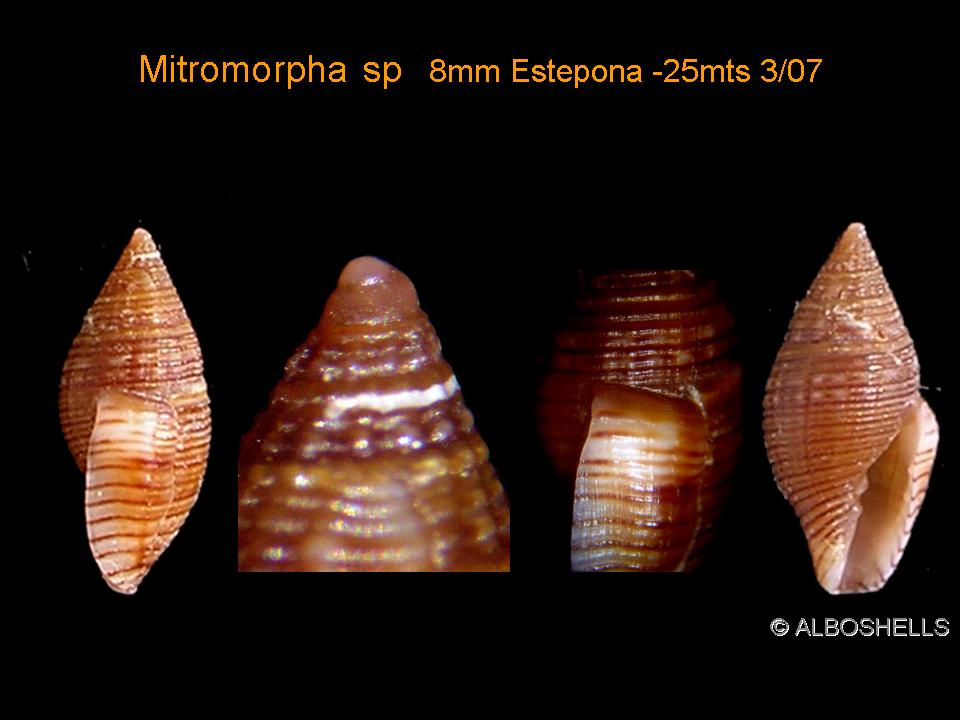 Mitromorpha wilheminae